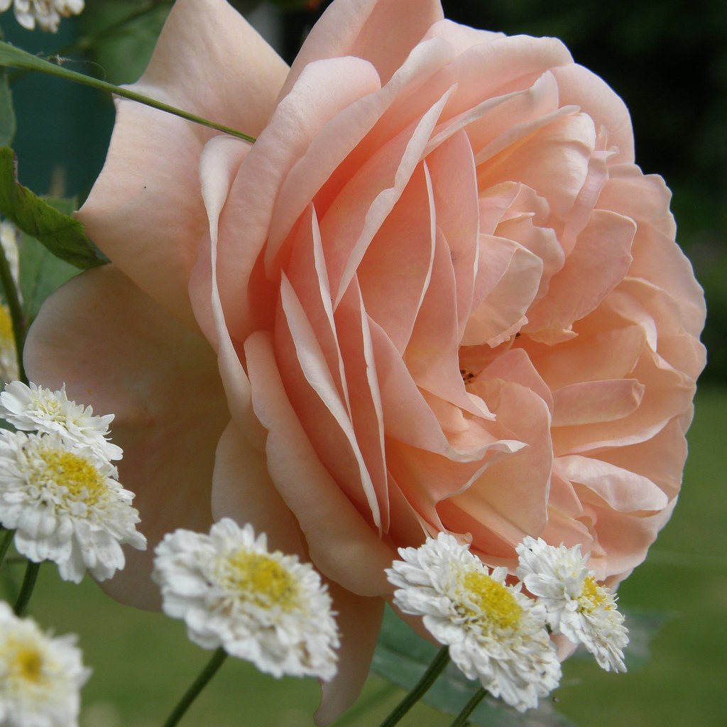 Rose pêche et fleurs des champs