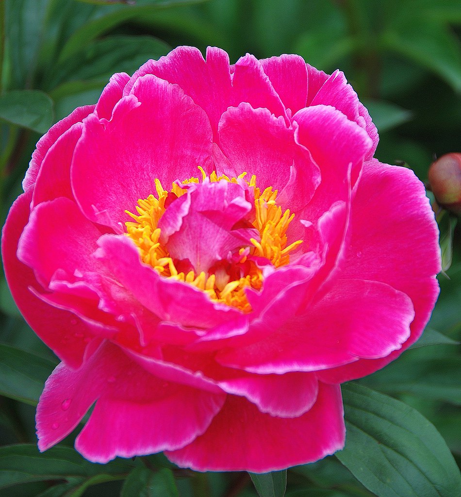Pivoine en gros plan